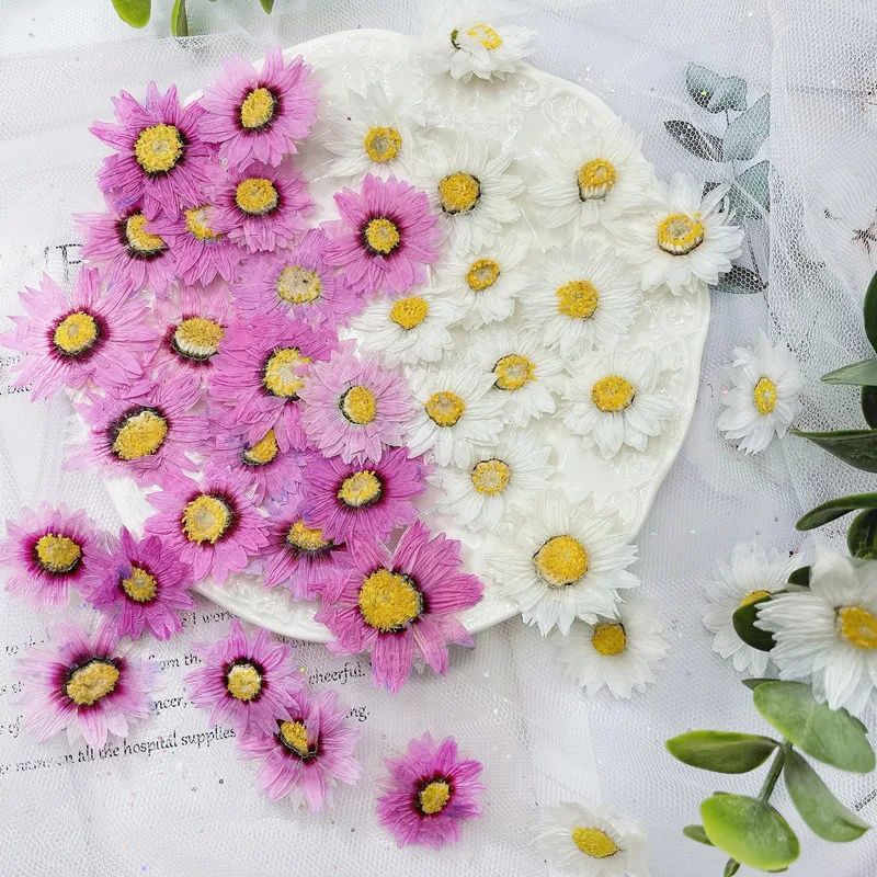 Home Decor Daisy - 24 قطعة/2-4 سنتيمتر ، الطبيعية ضغط