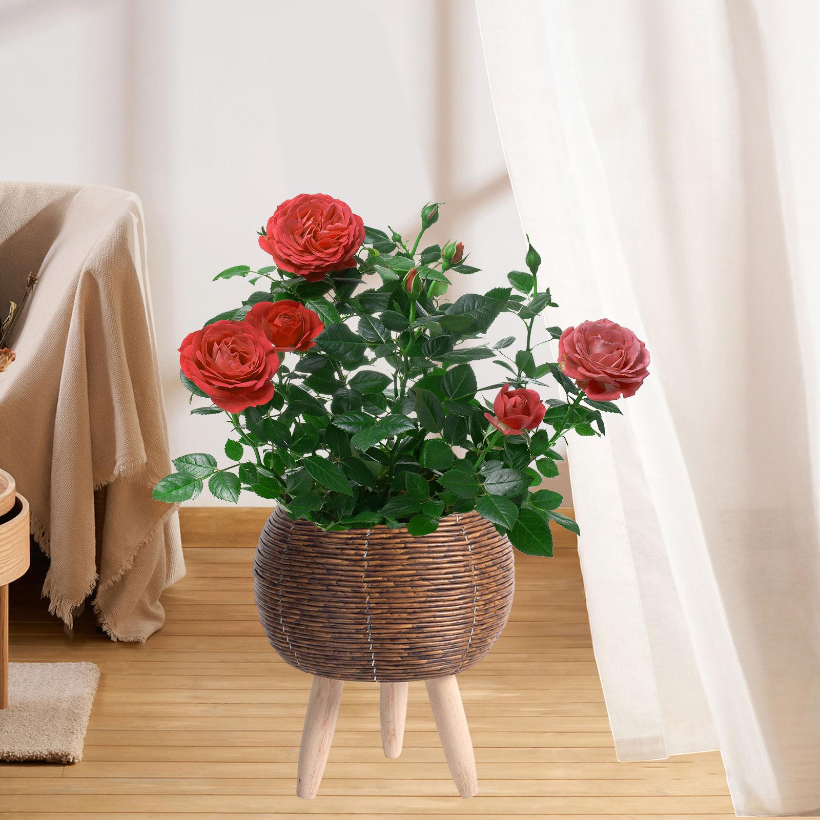 سلة منسوجة مع حامل، منظم أوعية - مراجعة Home Decor Rattan وسعره