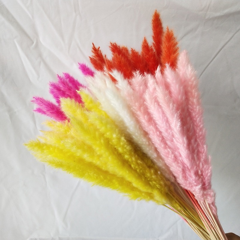 عشب البامباس الطبيعي المجفف مت - مراجعة Pampas Grass Decor وسعره