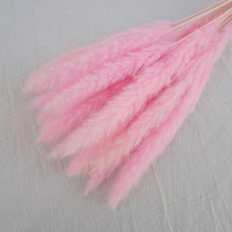 عشب البامباس الطبيعي المجفف مت - مراجعة Pampas Grass Decor وسعره