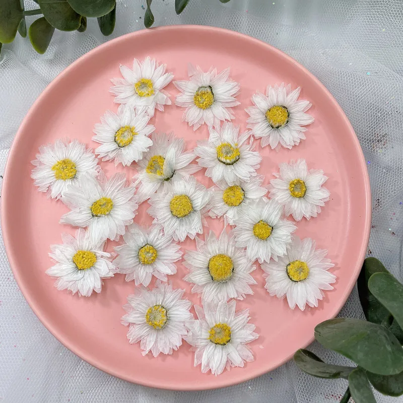 24 قطعة/2-4 سنتيمتر ، الطبيعية - مراجعة Home Decor Daisy وسعره