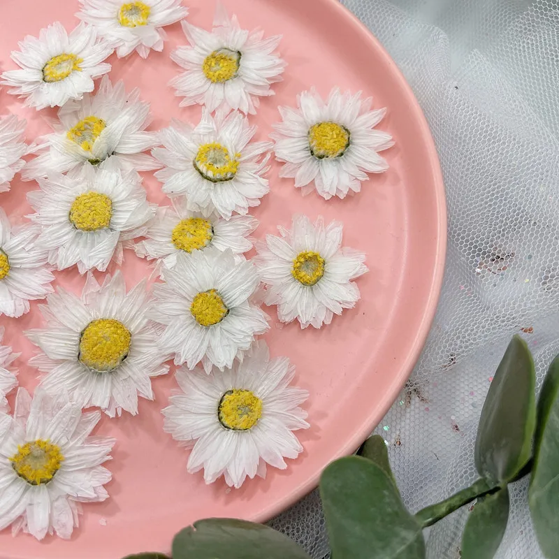 24 قطعة/2-4 سنتيمتر ، الطبيعية - مراجعة Home Decor Daisy وسعره