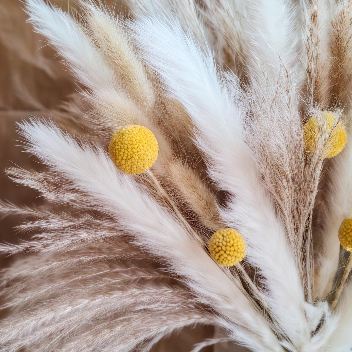 باقة عشب البامباس المجفف، زهور - مراجعة Pampas Grass Decor وسعره